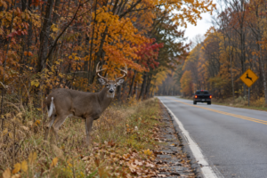 Deer near Michigan roadway during October deer season.
